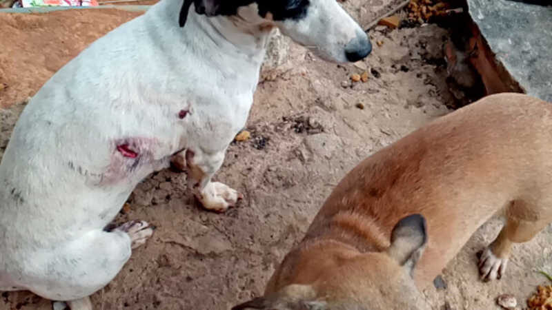 Homem esfaqueia duas cadelas por se recusarem a brigar em Mimoso