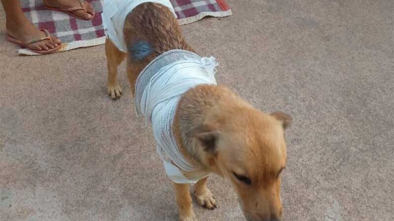 Morre cadela esfaqueada em Mimoso do Sul (ES) por não querer brigar