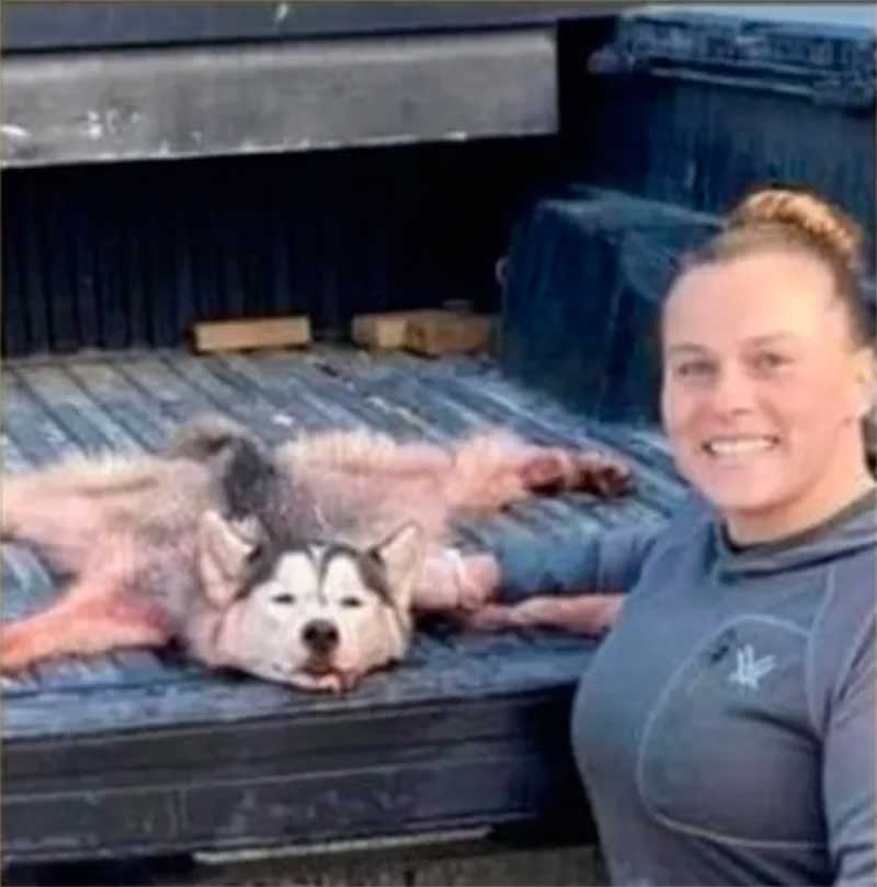 Americana gera revolta nas redes ao caçar husky siberiano achando que fosse um lobo (Foto: reprodução facebook)