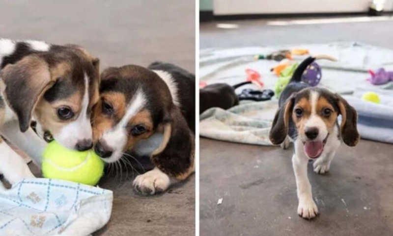 Todos os 4.000 beagles criados para testes em animais finalmente LIBERADOS do hediondo centro de criação de cães da Virgínia