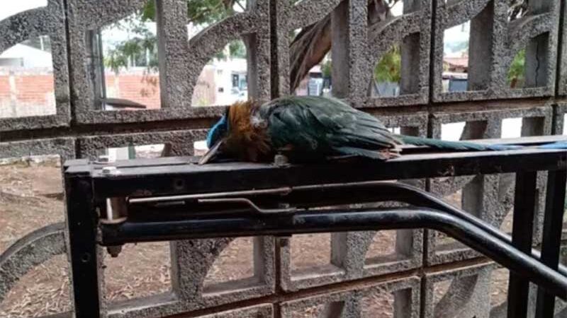 Polícia investiga morte de pássaros após uso de cola no telhado de escola, em Aparecida de Goiânia, GO
