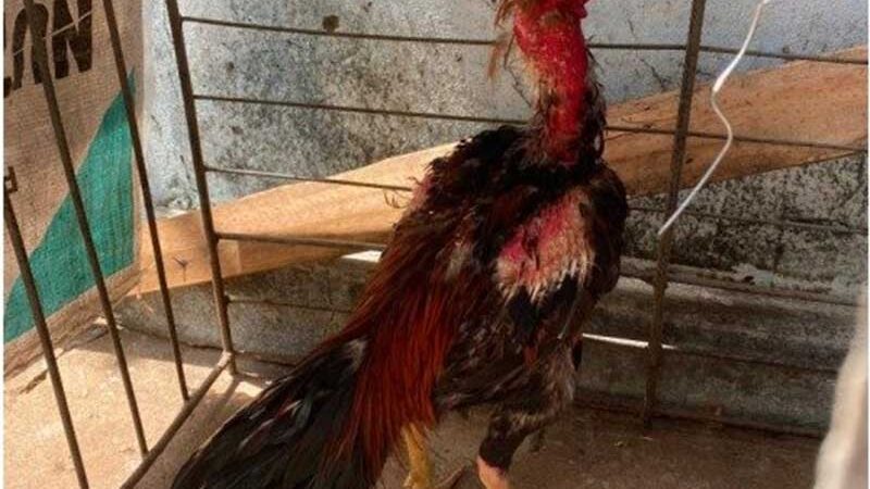 Polícia fecha rinha de galos com cerca de 80 animais em Goiás