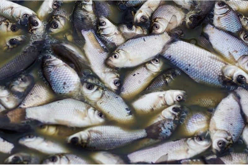Prefeitura de Catalão (GO) investiga surgimento de peixes mortos em represas da cidade