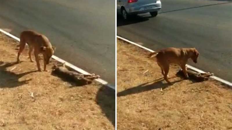 Cachorro fica ao lado de cadela que morreu atropelada até dono dos animais ir buscá-los, em Goiânia, Goiás — Foto: Montagem/g1