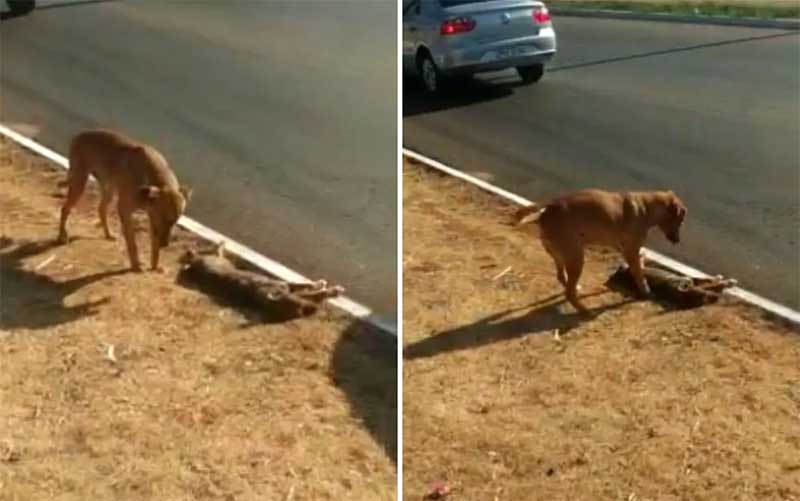 Cachorro fica ao lado de cadela que morreu atropelada até tutor dos animais ir buscá-los, em Goiânia, GO; VÍDEO