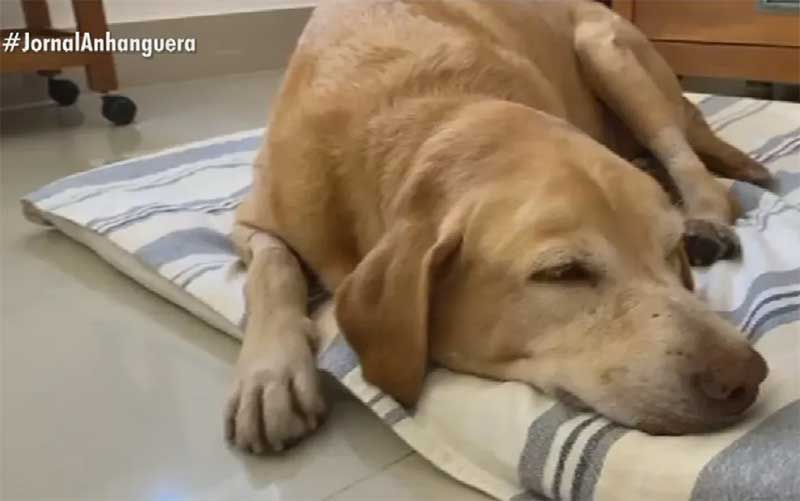 Cachorro passa mal após comer petisco — Foto: Reprodução/TV Anhanguera
