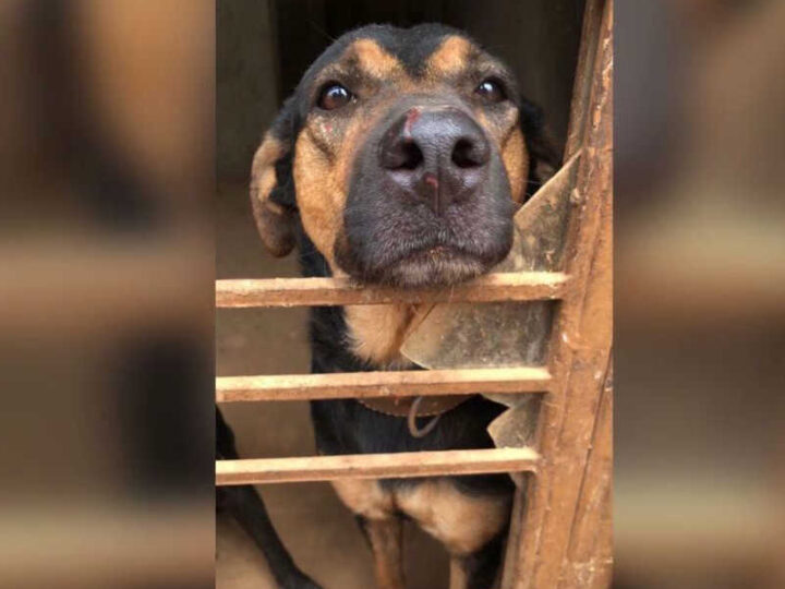 Em Goiânia, amigas pedem doações para cães abandonados no Parque Amazônia (Foto: Arquivo Pessoal)