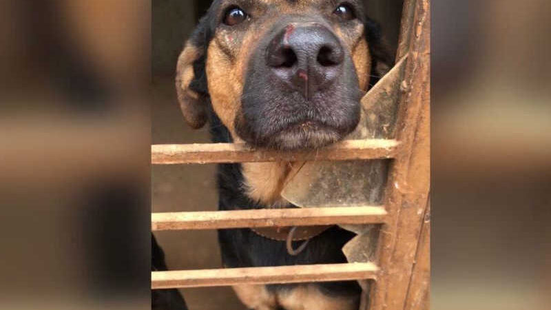 Idosa é internada e amigas pedem doações para cães abandonados no Parque Amazônia, em Goiânia, GO