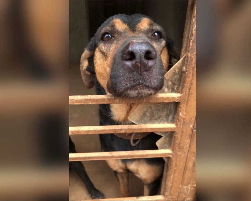 Idosa é internada e amigas pedem doações para cães abandonados no Parque Amazônia, em Goiânia, GO
