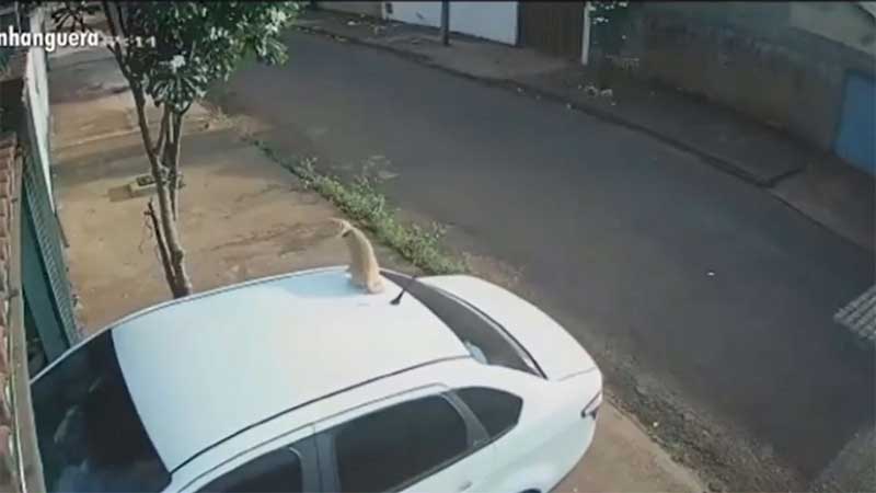Sem perceber, tutora leva gata em cima do teto do carro; cachorro tenta avisar