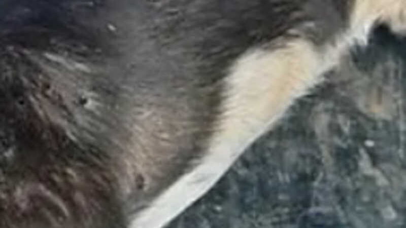 Homem é preso em flagrante após matar cão que havia atacado bezerro, em São Francisco de Goiás, GO