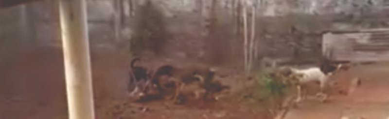 Imagem retirada de vídeo que flagrou um grupo de cães atacando uma cadela que não pode se locomover, durante uma briga num abrigo para animais em Anápolis — Foto: Reprodução.