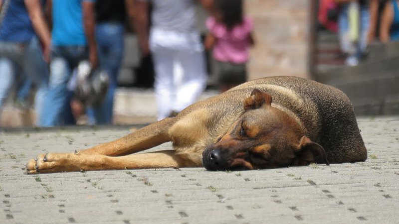 O número crescente de mordidas de cães de rua em pessoas chamou a atenção da Suprema Corte (Ilustrativa / Pixabay )