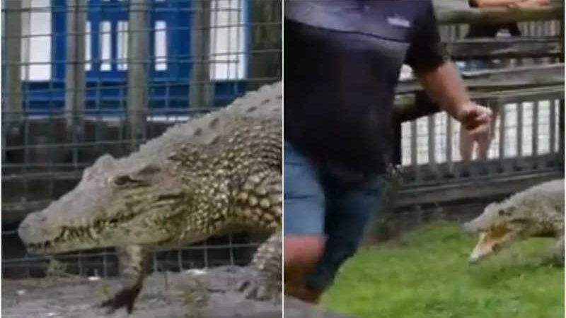 Homem invade cativeiro de crocodilo e é perseguido pelo animal; assista (Foto: reprodução/Twitter)