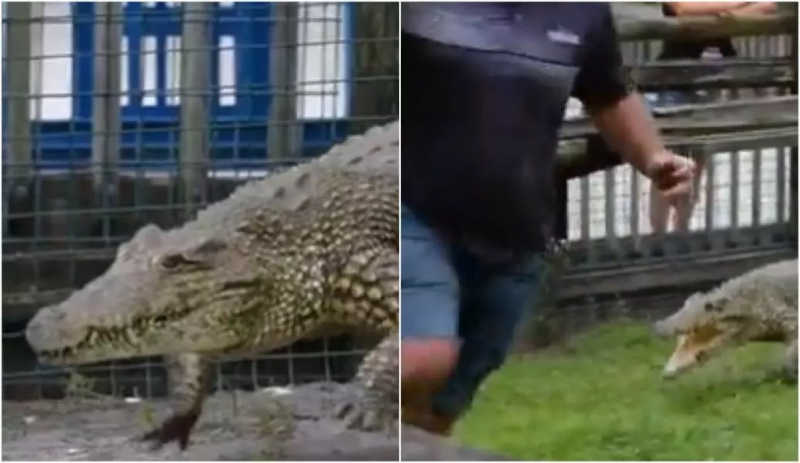 Homem invade cativeiro de crocodilo e é perseguido pelo animal; VÍDEO