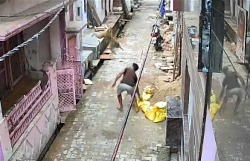 Homem é jogado no chão por macaco após atirar pedras contra o bando do animal
