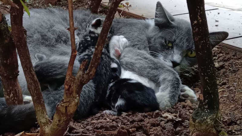 Filhotes nascem onde gatos foram mortos e preocupam moradores: 'Pedimos ajuda'