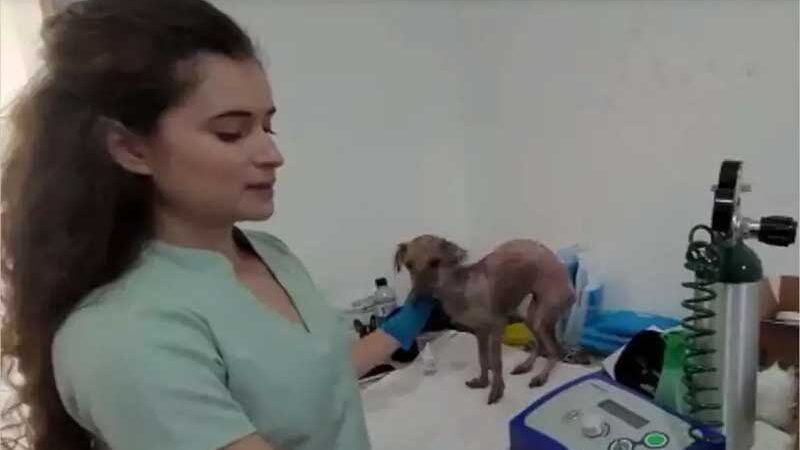 Veterinária Ana Luiza Silva Nunes está tratando Fênix com ozonioterapia. (foto: Reprodução)