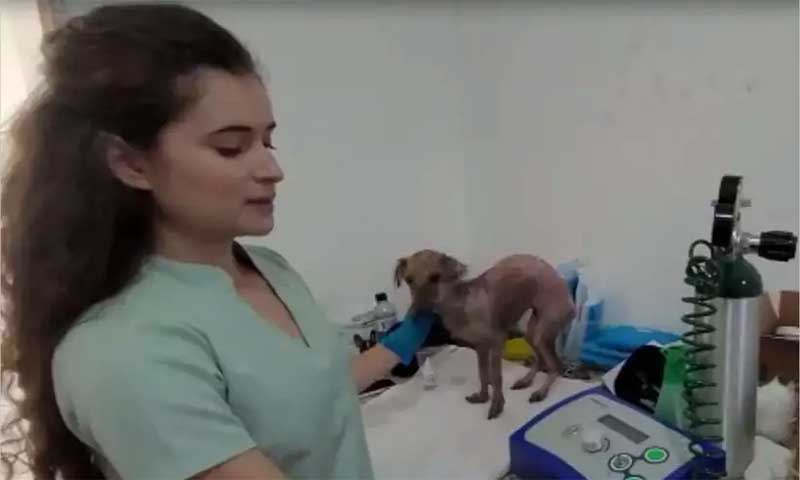 Encontrada com queimaduras em BH, cadela Fênix recebe tratamento veterinário