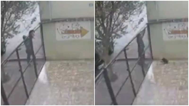 Homem arremessa cão sobre portão de farmácia veterinária em BH e vai embora; VÍDEO