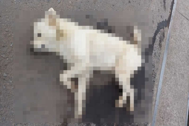 Motorista de van atropela cão no centro de Brumadinho (MG) e não presta socorro
