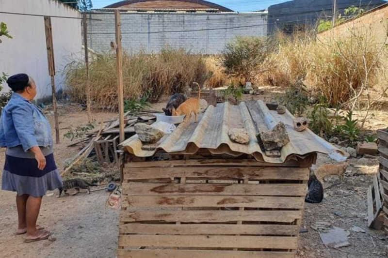 Moradores denunciam extermínio de gatos em um bairro de Contagem, MG