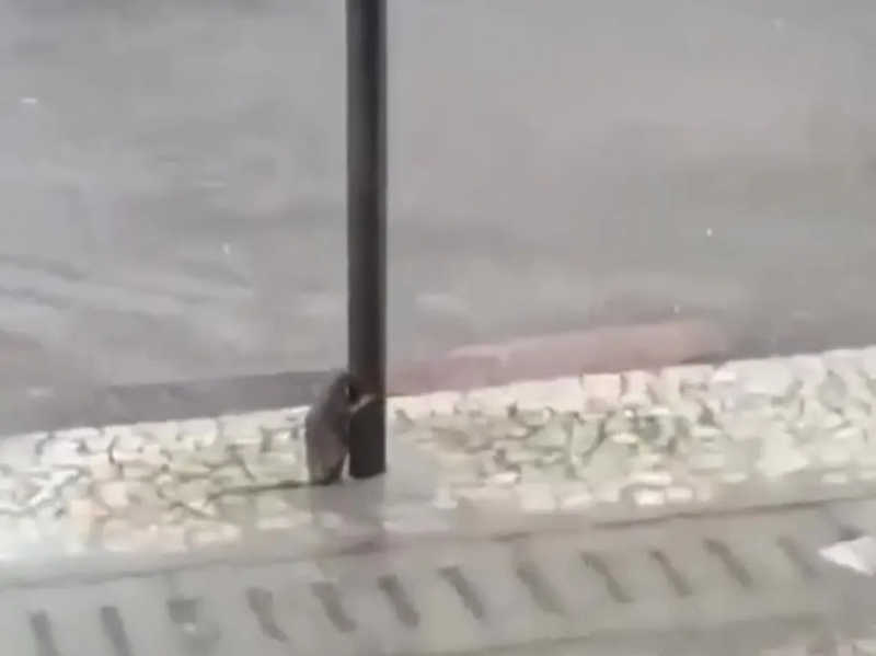 ‘Ficou com o rostinho escondido’, conta autor do vídeo de rato tentando segurar em poste durante temporal em MG