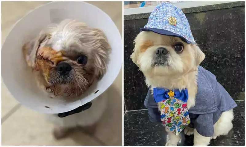Após cão perder olho, abaixo-assinado pede legislação para pet shops em MG
