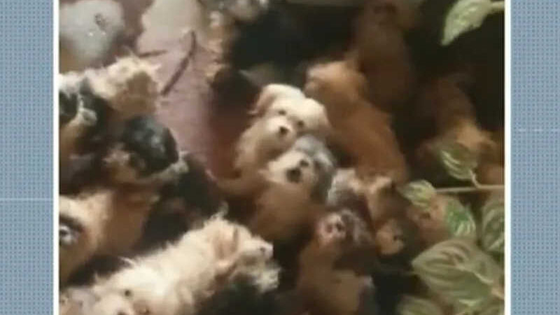 Polícia Civil resgata 41 cães em casa no Centro de Poços de Caldas, MG — Foto: Reprodução/EPTV