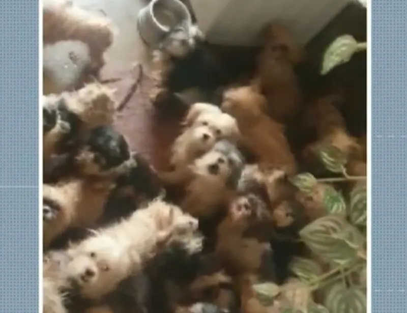 Polícia Civil resgata 41 cães em situação de maus-tratos em casa, no centro de Poços de Caldas, MG
