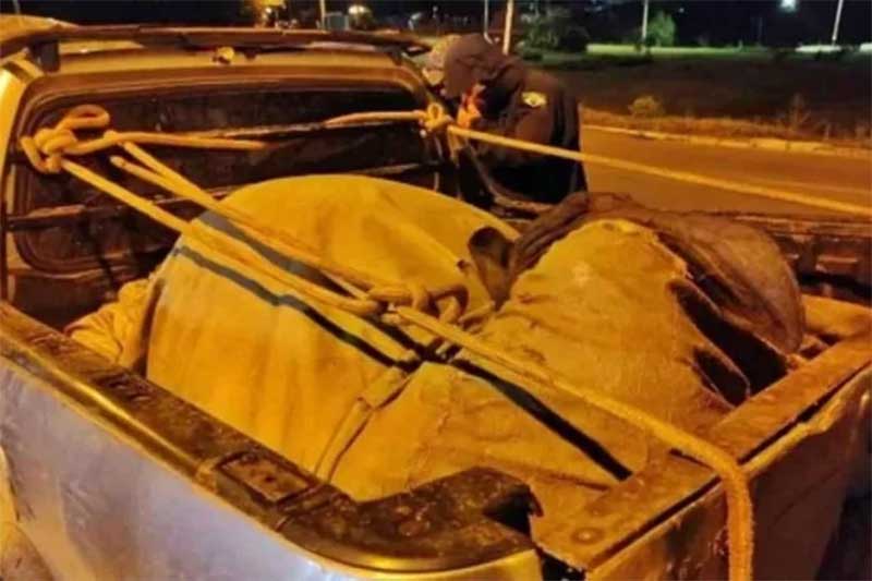 Polícia Rodoviária intercepta veículo com vaca dopada e amarrada em Minas Gerais