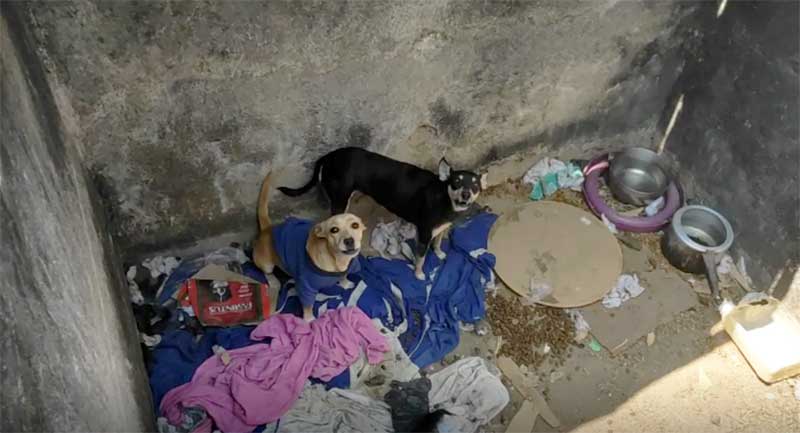 Animais são abandonados em caixa d’água em Ribeirão das Neves, MG; VÍDEO