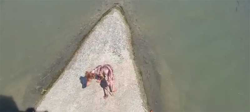 ‘A gente vive com pessoas que têm o coração muito duro’, diz homem que encontrou cão abandonado na calha do Ribeirão do Onça em BH