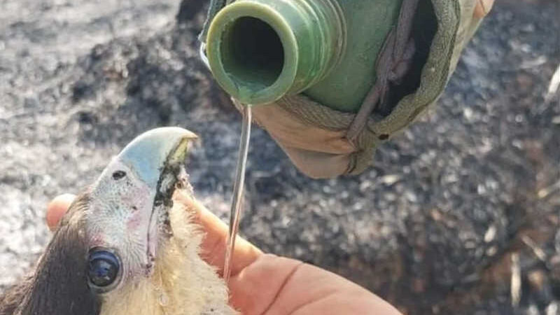 Brigadistas da Amda fotografam gavião atingido pelas chamas recebendo água no bico — Foto: AMDA