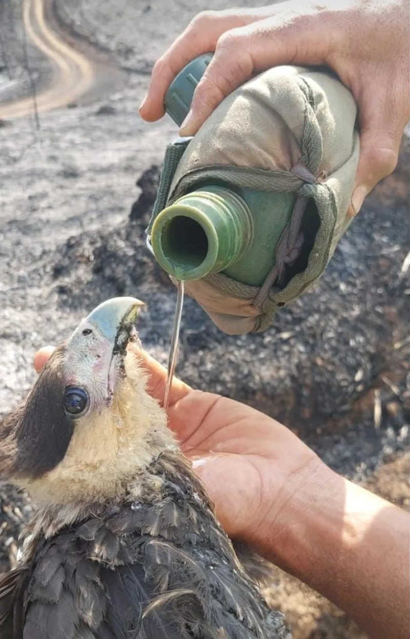 Animais sofrem com incêndios em Minas Gerais; ‘torrados pelo fogo’, diz ambientalista