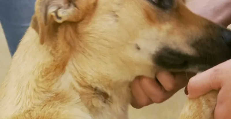 ONG resgata animais com ferimentos após suspeita de maus-tratos em Três Pontas — Foto: Reprodução EPTV