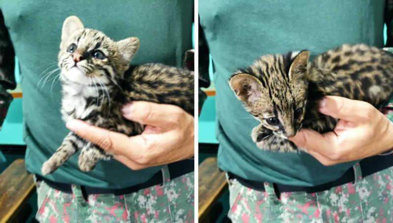 Gato selvagem em extinção é resgatado em MS e polícia suspeita que animal era domesticado; VÍDEO
