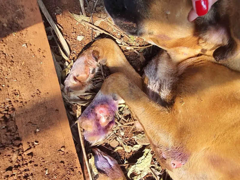 Mulher é presa por manter cadelas doentes definhando em Campo Grande, MS