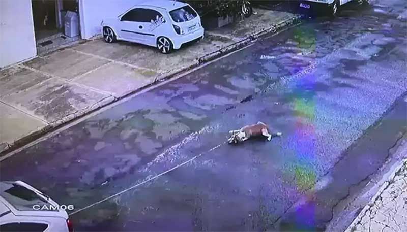 Imagem mostra cachorro sendo arrastado por veículo. (Foto: Reprodução/Vídeo)