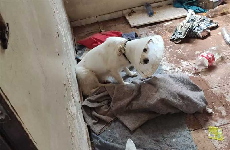 Tutora reencontra cachorra Belinha após ser resgatada de maus-tratos
