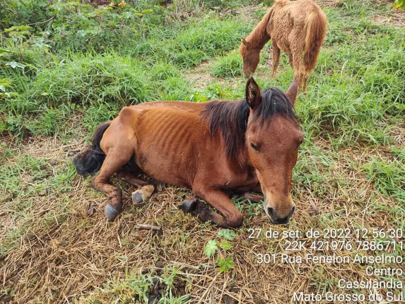 Cavalos são resgatados de terreno baldio sem água e comida em Cassilândia, MS; tutor é reincidente