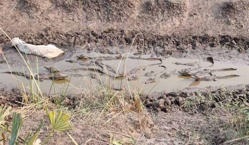 Seca no Pantanal: jacarés e vacas ficam atolados em lama na busca por água; VÍDEO