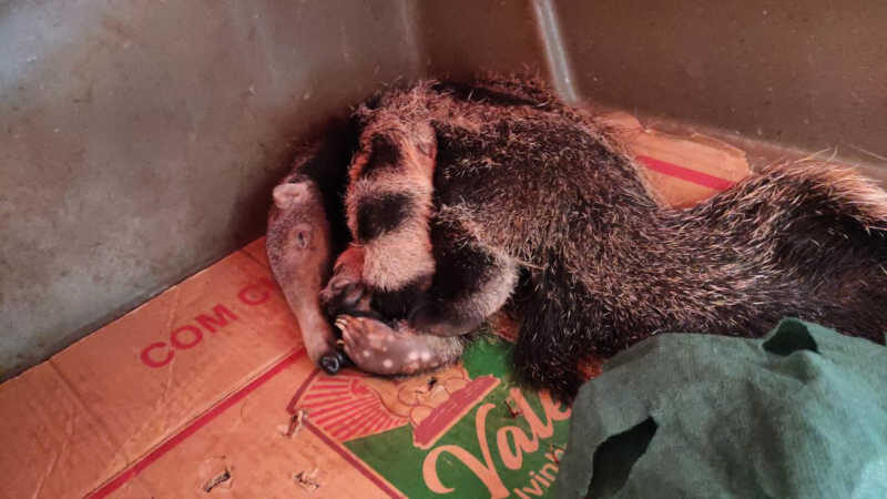 PMA de Dourados resgata filhote de tamanduá-bandeira cuja mãe fora morta por atropelamento e orienta sobre os procedimentos em atropelamentos de animais