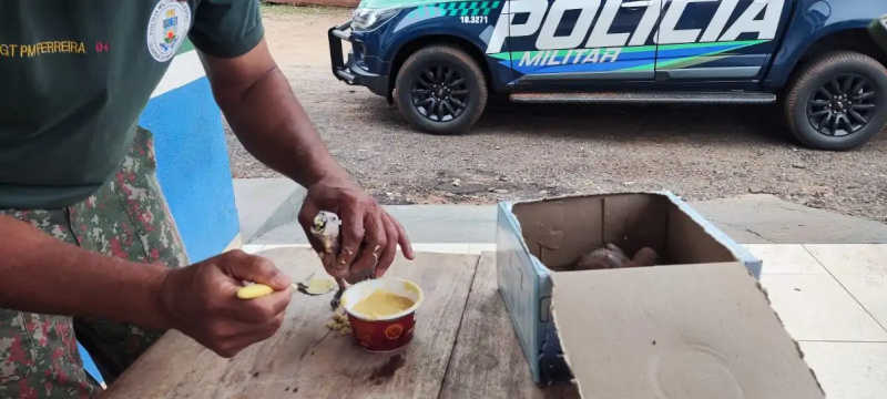 Polícia surpreende traficante sequestrando filhotes de papagaio em MS
