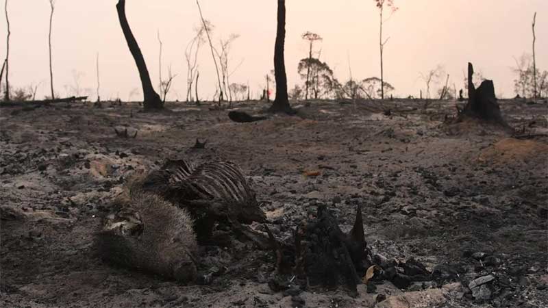 Floresta queimada e animais mortos: chamas não param no Parque Cristalino II, na região de Novo Mundo, MT