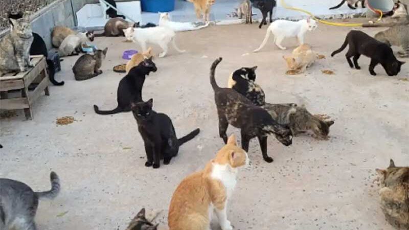 Instituição filantrópica pede ajuda para alimentar gatos resgatados. (Foto: Reprodução/ Redes sociais)