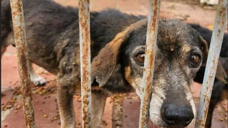 Polícia Civil resgata quatro cães abandonados em residência em Cuiabá, MT