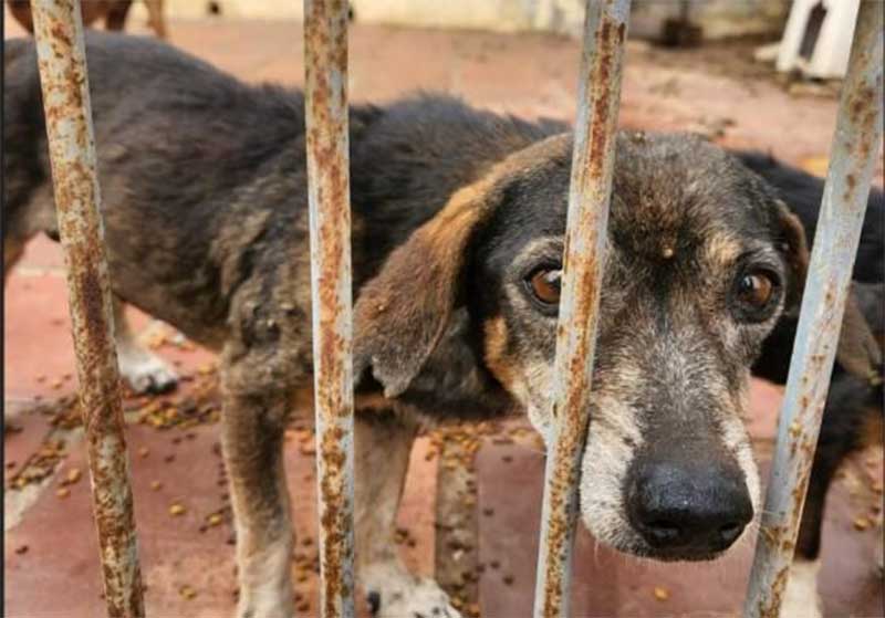 Polícia Civil resgata quatro cães abandonados em residência em Cuiabá, MT
