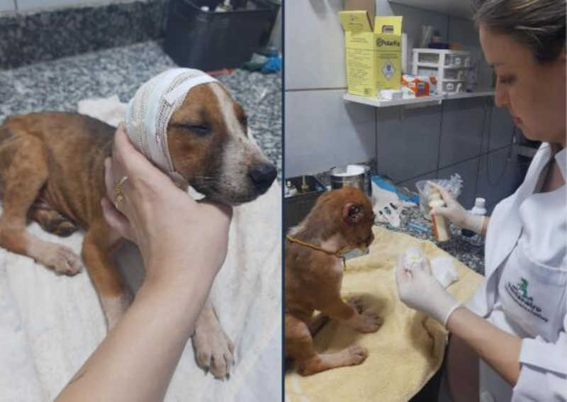 Cãozinho é mutilado e abandonado dentro de saco de lixo em Mato Grosso