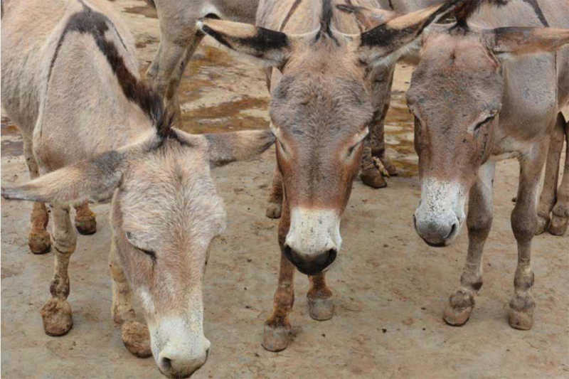 Milhares de pênis de burro destinados a fazer “elixir milagroso” são encontrados na Nigéria